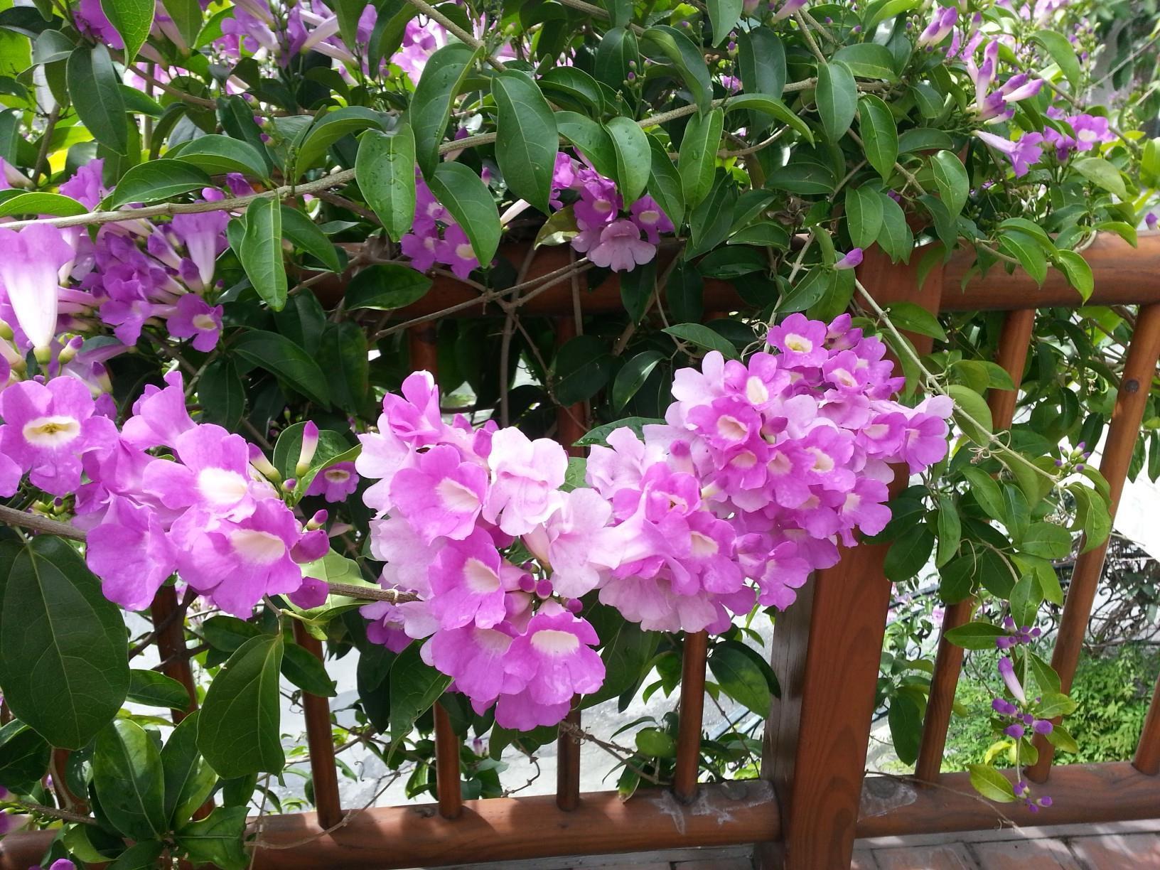 Melody Homestay Città di Hualien Esterno foto